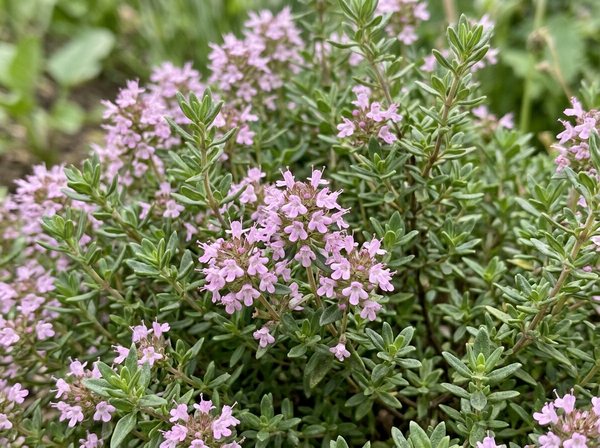 Thymian