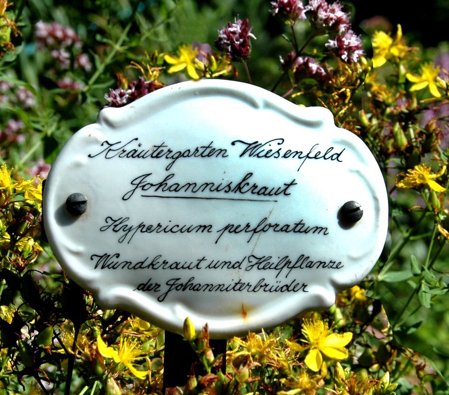 Porzellanschild Johanniskraut im Kräutergarten Wiesenfeld
