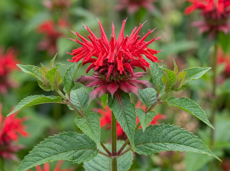Indianernessel (Monarda)