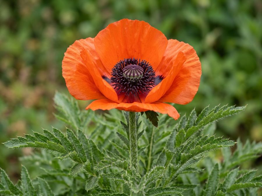 Mohn