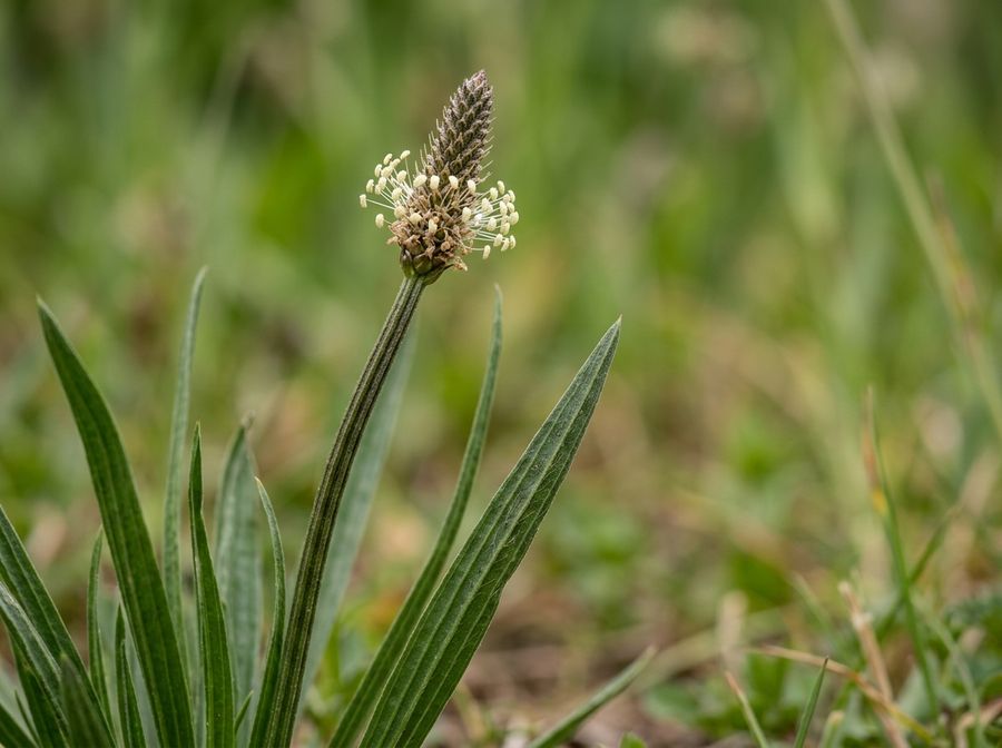 Spitzwegerich